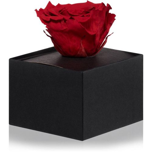 RoseAmor Red gestabiliseerde roos in een doosje 1 st