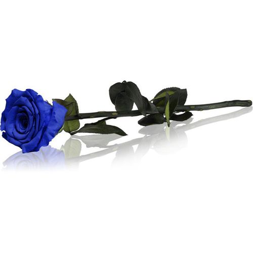 RoseAmor Blue gestabiliseerde roos met steel 1 st