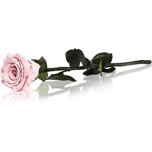RoseAmor Pink gestabiliseerde roos met steel 30 cm 1 st