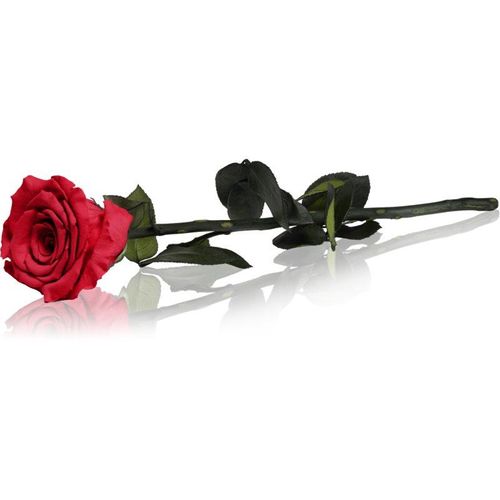 RoseAmor Red gestabiliseerde roos met steel 30 cm 1 st