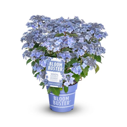 Tchibo - Rispenhortensie »Bloombuster blau« - blau