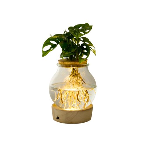 Tchibo - Wasserpflanze im Glas mit LED »Monstera« - grün
