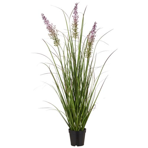 Grasbusch Pennisetum