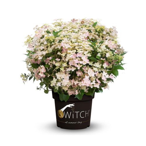 Tchibo - Rispenhortensie »Switch« - creme