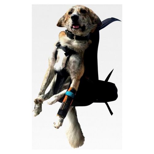 Hunderucksack T2 für Hunde von 9 bis 16 kg als Hundetrage/Hundetasche mit integriertem Wanderrucksack/Leg Free Hundetransport