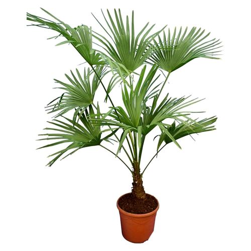 Winterharte Hanfpalme L - Trachycarpus fortunei - Höhe 120-140 cm - Topfdurchmesser 30 cm