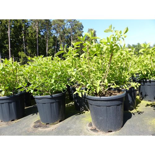Horstensie Rispenhortensie 70 cm Limelight weiß Hydrangea Paniculata winterhart