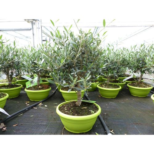 Olivenbaum Bonsai Formgehölz, Olive winterhart, Olea europaea 50 - 60 cm
