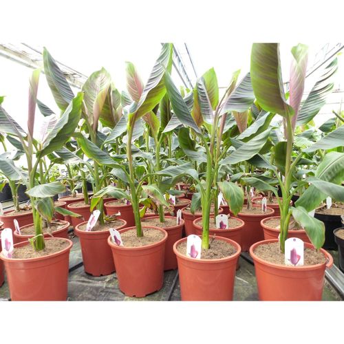 Bananenstaude Banane Musa Sikkimensis Red Tiger Banane 100 - 120 cm winterhart Staude