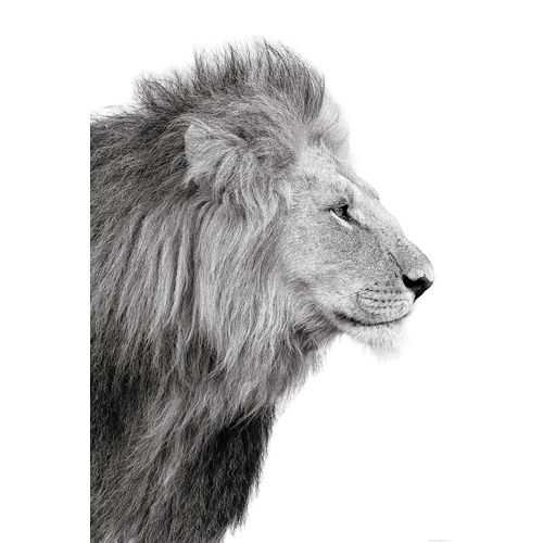 Bild LIONS PROFILE