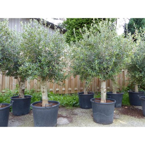 ANGEBOT: winterharter XL Olivenbaum Premiumqualität 45 Jahre, dicke Stämme, winterhart