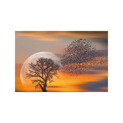 Bild VOGELSCHWARM & MOND