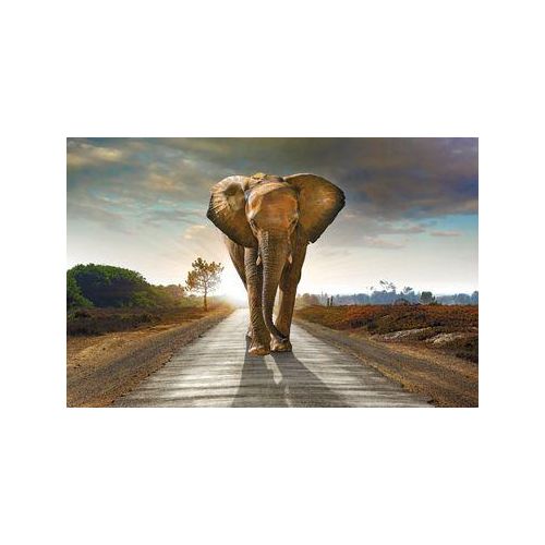Bild ELEFANT