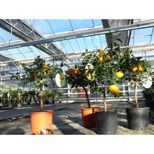 Citrus Yuzu 100 - 120 cm, Zitronenbaum Zitrone, japanische Zitrone, winterhart
