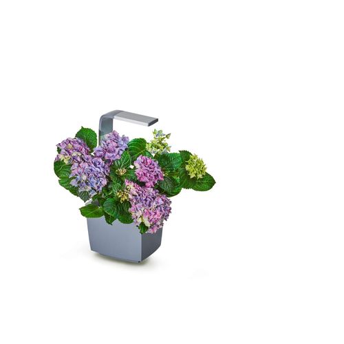 TREGREN Gemüsegarten T3 Grau