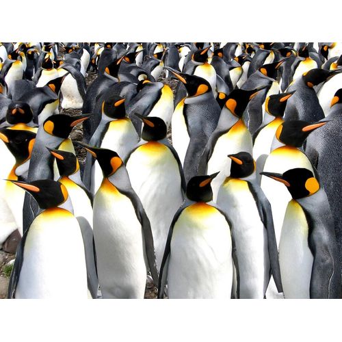 Papermoon "Pinguine"