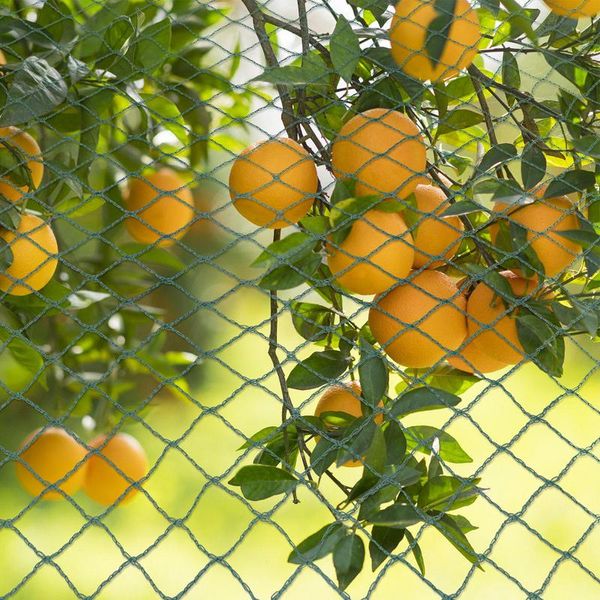 Jiubiaz Uccelli Protezione Rete Stagno 6X10M Albero Da Frutto Rete Giardino Rete Piscina Rete Uccelli Repellente, Foglia Rete Robusta 20X20Mm-image