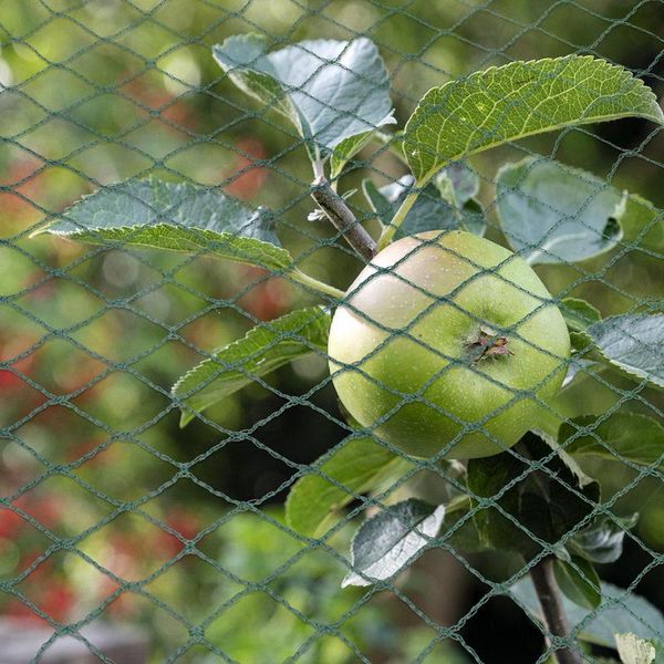 Jiubiaz Uccello Protezione Rete Stagno Rete 8X8M Albero Da Frutto Rete Giardino Rete Piscina Rete Uccello Repellente, Foglia Rete Robusta 20X20Mm-image