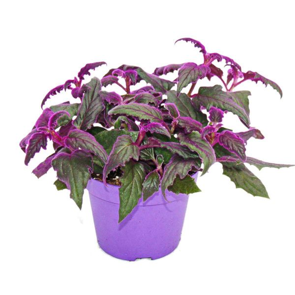 Gynura Purple Passion - Foglia Di Velluto - Ortica Di Velluto - Pianta Viola 12Cm-image