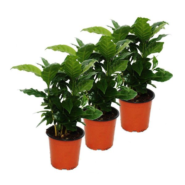 Pianta Del Caffè (Coffea Arabica) 3 Piante - Pianta D'appartamento-image