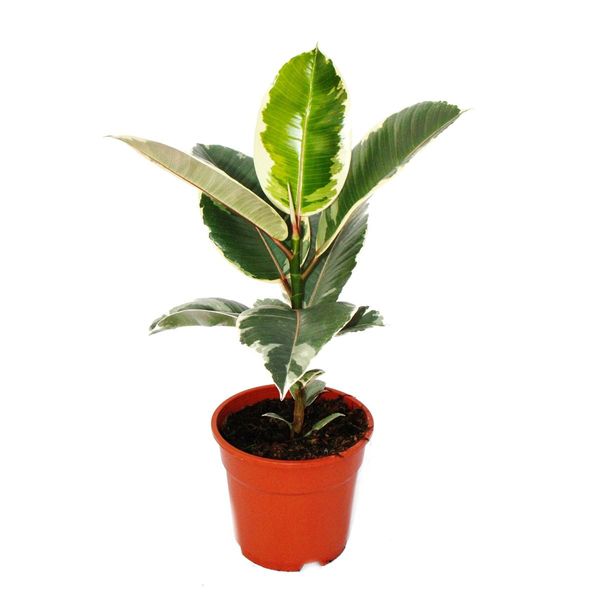 Albero Della Gomma Bianca - Ficus Elastica "Tineke"" - Vaso Da 17 Cm"-image