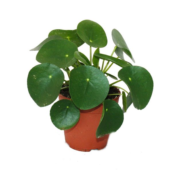 Pilea Peperomioides - Tallero Fortunato - Albero Dei Soldi Cinese - Pianta Dell'ombelico In Vaso Da 11 Cm-image