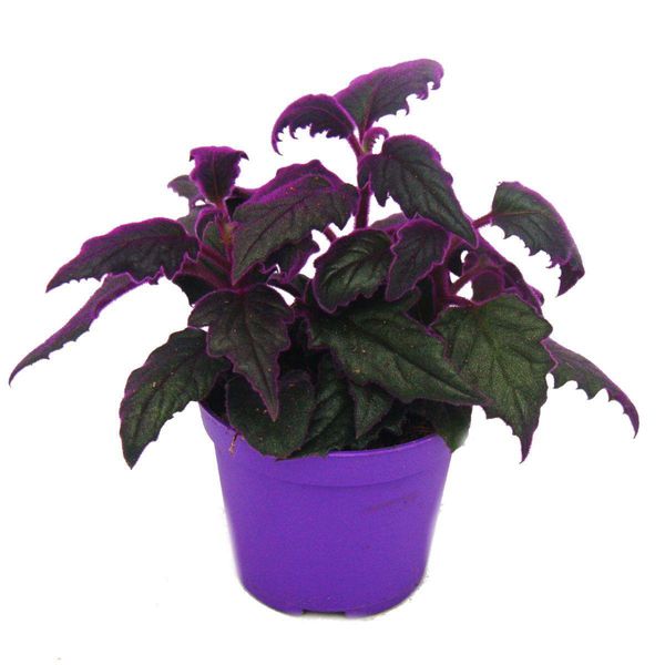 Gynura Purple Passion - Foglia Di Velluto - Ortica Di Velluto - Pianta Viola - 9Cm-image