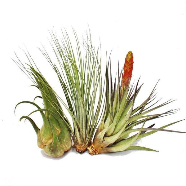 3 Diverse Tillandsie Xxl In Un Set-image
