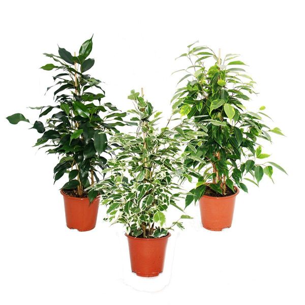 Ficus Benjamini - Set Di 3 - Danielle - Anastasia - Twighlight Vaso Da 12 Cm-image