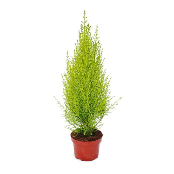 Cipresso Esotico Da Interno Cupressus Macrocarpa Wilma 1 Pianta Di Facile Cura E Purificante Per L'aria Vaso Da 12 Cm-image