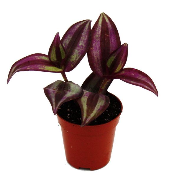 Mini Pianta Tradescantia Fiore Viola A Tre Maestri Strega Dell'acqua Ideale Per Piccole Ciotole E Vasi Pianta Baby In Vaso Da 5,5 Cm-image