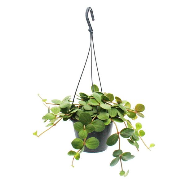 Pianta D'appartamento Da Appendere - Peperomia Tetraphylla - Peperone Nano Da Appendere - Cesto Da Appendere Da 14 Cm-image