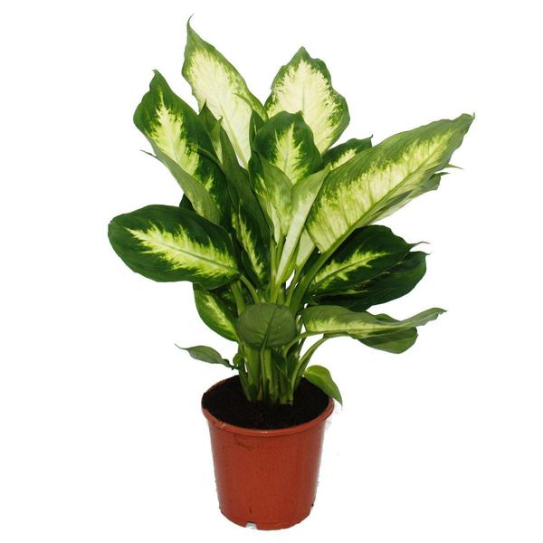 Cuore Esotico Dieffenbachia "Camilla"" 1 Pianta Facile Da Curare Pianta D'appartamento Che Purifica L'aria Vaso Da 12 Cm"-image