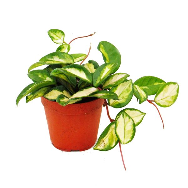 Pianta Da Interno Appesa - Hoya Carnosa Tricolore - Fiore In Porcellana - Fiore In Cera 12Cm-image