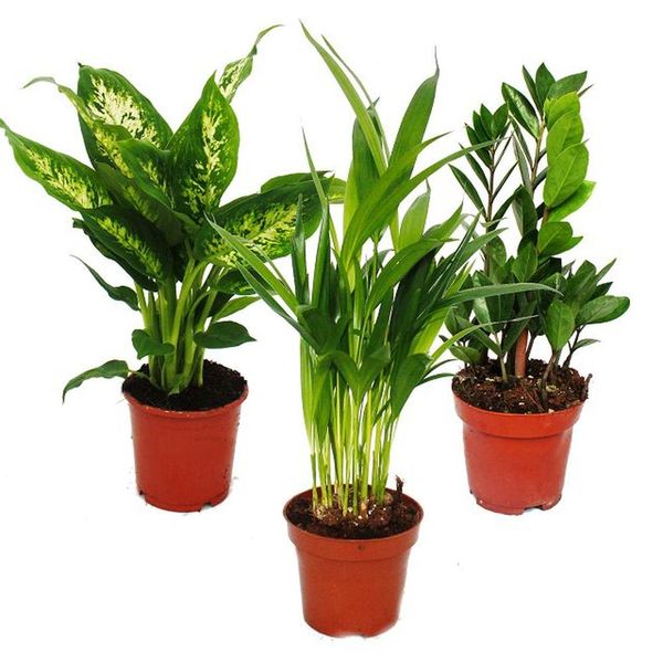 Cuore Esotico - Set Di Piante D'appartamento Dieffenbachia Dypsis Lutescens Zamioculcas 3 Piante Di Facile Manutenzione Che Purificano L'aria In Vaso Da 12 Cm-image
