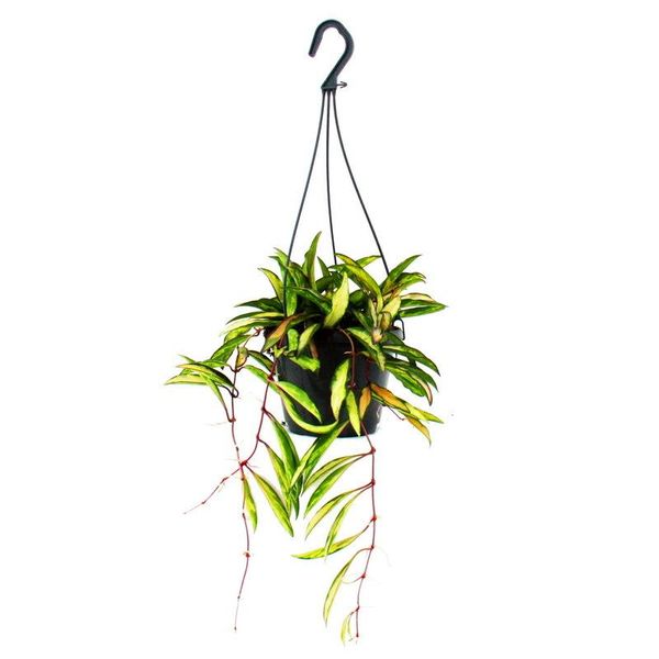 Pianta D'appartamento Da Appendere - Hoya Wayetii Tricolor - Fiore Di Cera 14Cm Cesto Appeso-image