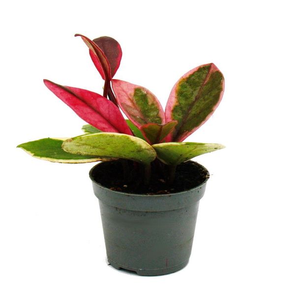 Mini Pianta Hoya Flaming Dream Fiore Di Porcellana A Foglie Rosse Fiore Di Cera Pianta Baby 6,5 Cm Vaso-image