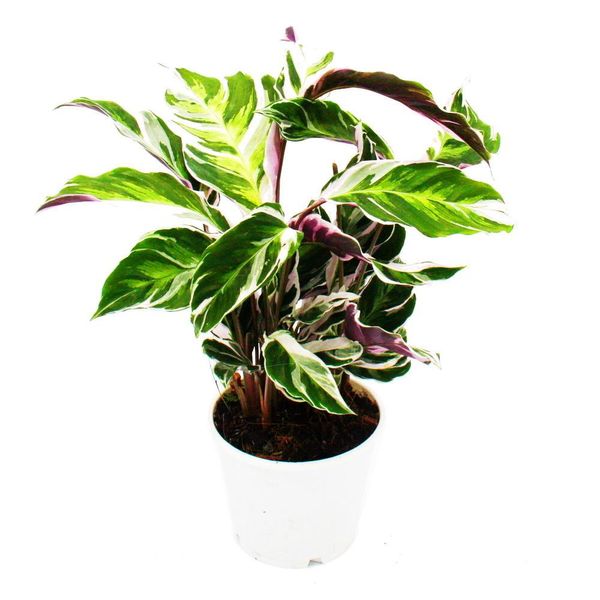 Pianta Da Ombra Con Fogliame Insolito - Calathea Fusion White - Vaso Da 14 Cm - Altezza 40 Cm Circa-image