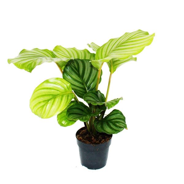 Pianta Ombra Dall'aspetto Zebrato - Calathea Orbifolia - Vaso Da 12 Cm - Altezza Circa 40 Cm-image