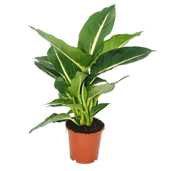 Cuore Esotico Dieffenbachia Magic Green 1 Pianta Di Facile Manutenzione Per Piante D'appartamento Che Purificano L'aria In Un Vaso Da 12Cm-image