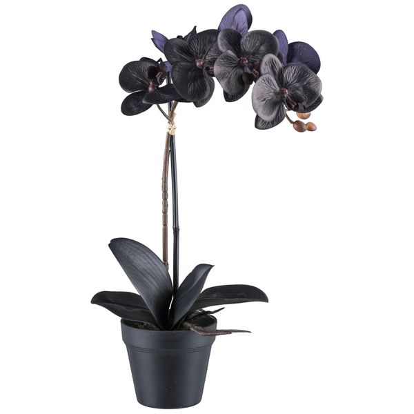 Orchidea Phalaenopsis 48 Cm Nera, Pianta Artificiale Real Touch Con 7 Fiori E 4 Foglie-image