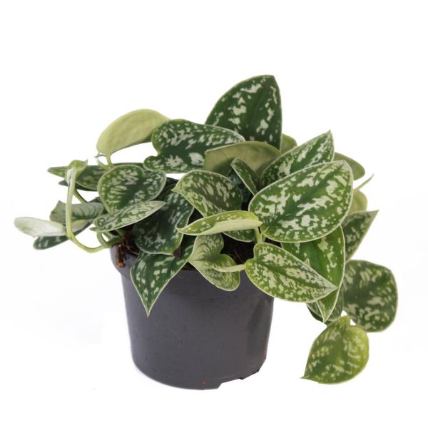 Efeutute - Scindapsus Pictus Arguraeus, Vaso Da 12 Cm-image
