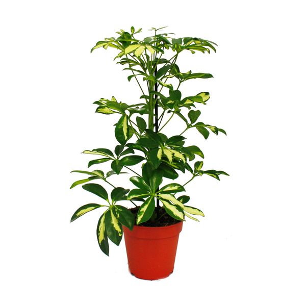 Aralia Radiosa - Schefflera - Foglie Bianco-Verdi - Vaso Da 12 Cm - Pianta D'appartamento - Altezza Circa 40-45 Cm-image