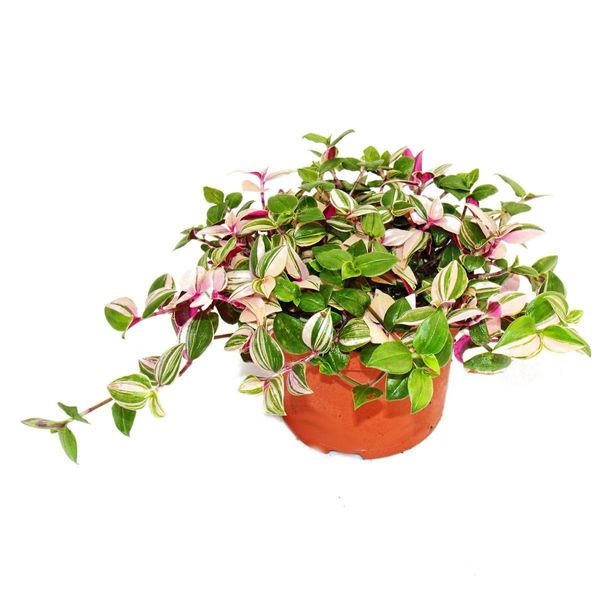 Fiore Esotico A Cuore Triplo Tradescantia Quadricolor Pianta D'appartamento Pendente Di Facile Cura Vaso Da 12 Cm-image