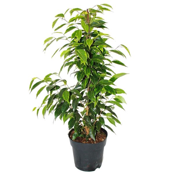 Ficus Benjamini "Anastasia"" In Vaso Da 17 Cm"-image