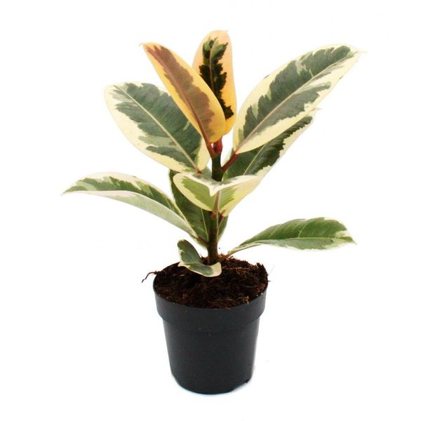 Albero Della Gomma Bianco - Ficus Elastica "Tineke"" - Vaso Da 11 Cm"-image