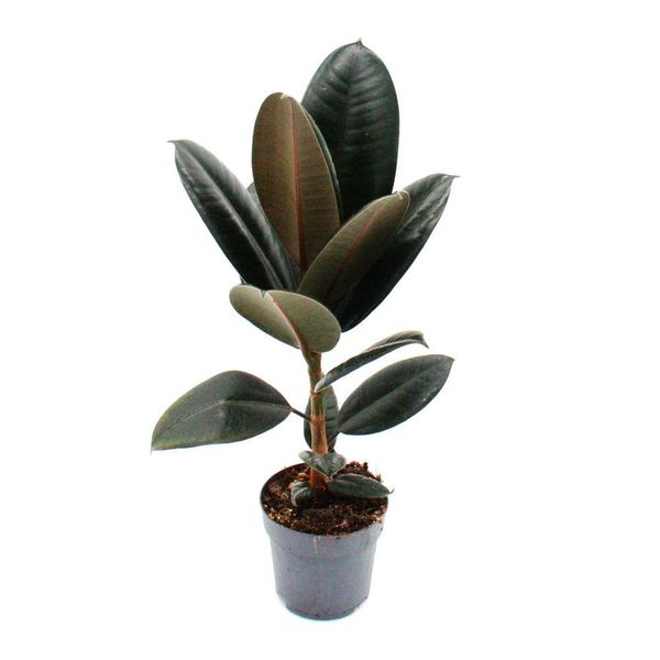 Albero Della Gomma - Ficus Elastica "Abidjan"" - Vaso Da 11 Cm"-image