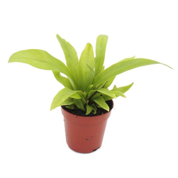 Mini Pianta Asplenium Antiquum Felce Del Nido Ideale Per Piccole Ciotole E Vasi Pianta Piccola In Vaso Da 5,5 Cm-image