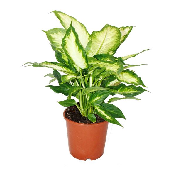 Dieffenbachia - Piante Da Appartamento - Pianta In Vaso Per Principianti Vaso Da 17 Cm-image