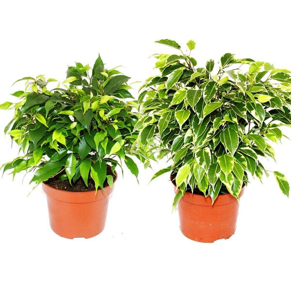 Kinky-Duo - Set Con 2 Diversi Fichi Piangenti Cespugliosi - Ficus Benjamini "Kinky"" - Vaso Da 12 Cm"-image